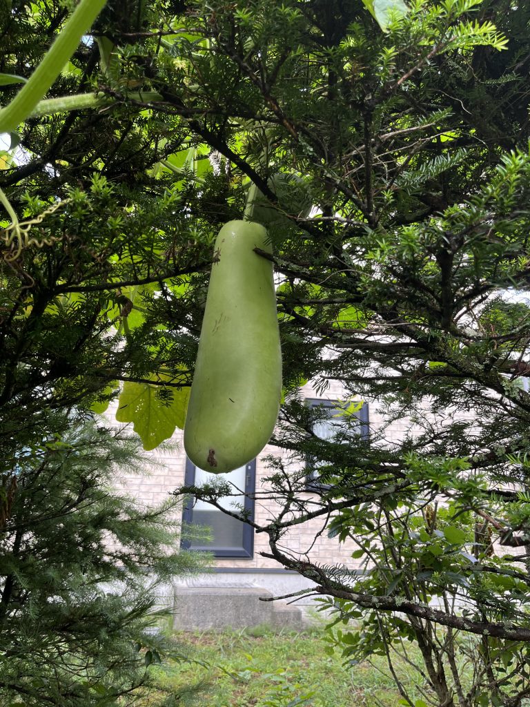 家庭菜園⑦