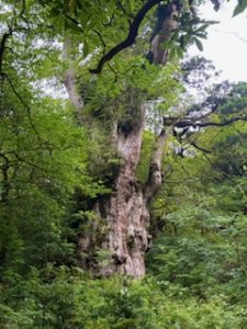 「雨を歓迎する観光地」もあるんだ
