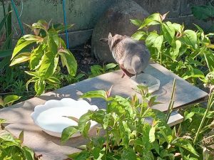 野鳩を