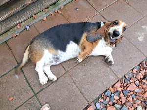 ダイエット修行のその後