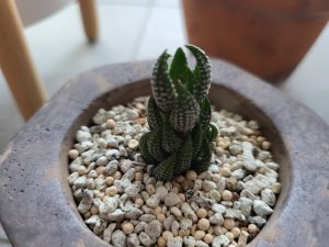 黒蜥蜴の成長