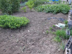我が家の菜園報告
