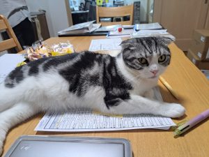 お客様の猫