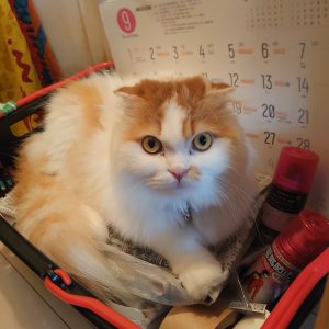 透明ボール