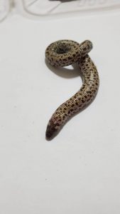 コモチミミズトカゲの脱走