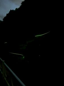 「身延町一色地区　ホタル観賞」