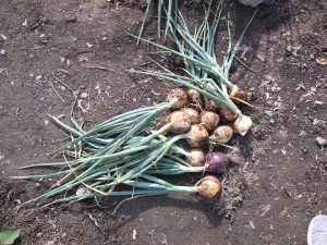 我が家の菜園報告