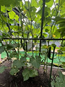 家庭菜園⑤