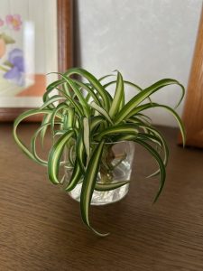 オリヅルラン。。