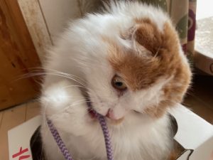 お留守番🐈