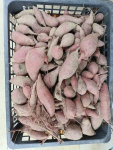 根菜野菜