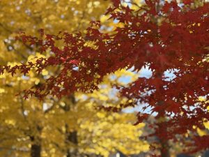 意外とカラフル