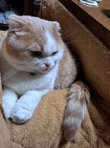 フウタのプチ家出