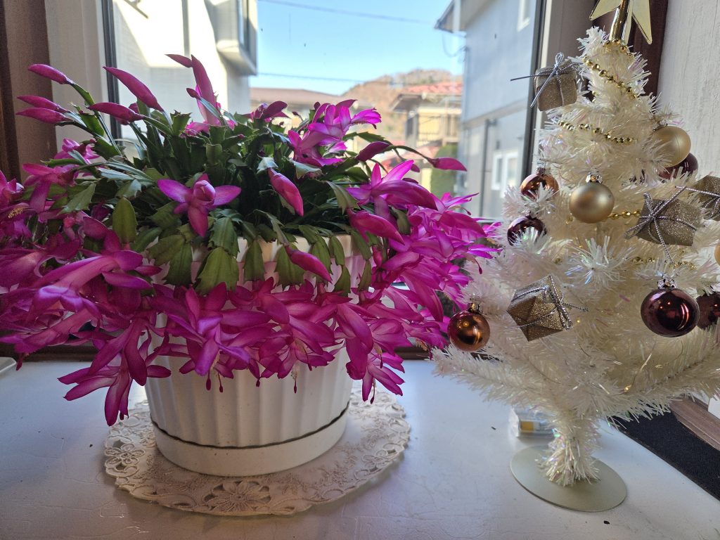 シャコバサボテン