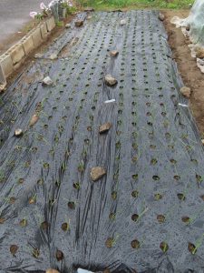 我が家の菜園報告