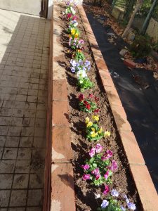 花壇の花植え