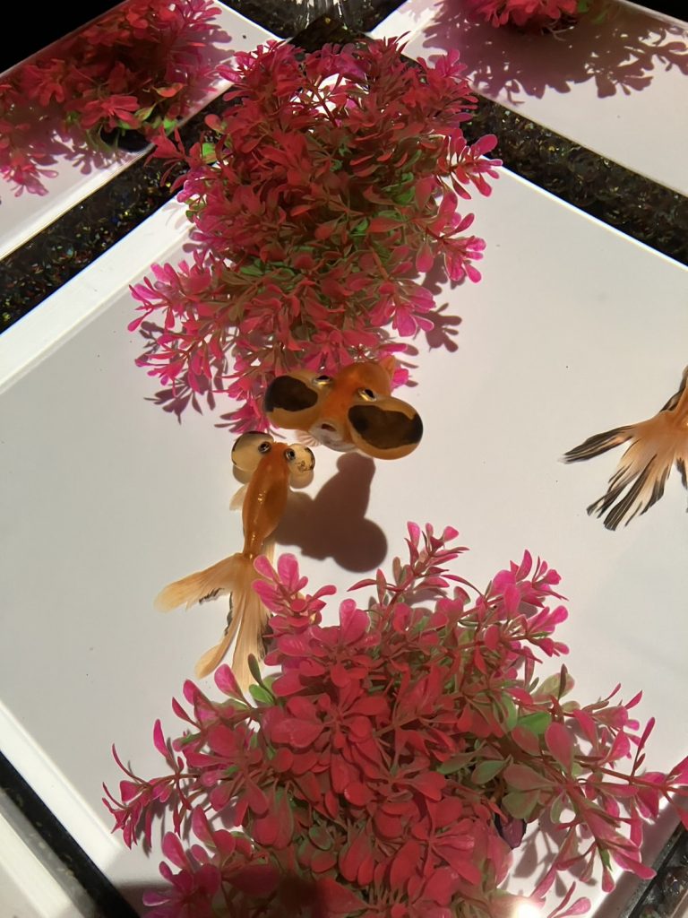 アクラリウム金魚