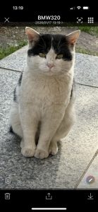 新しい訪問者（猫）