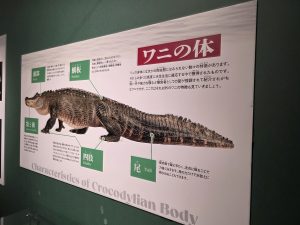 ワニ展