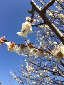 梅の花