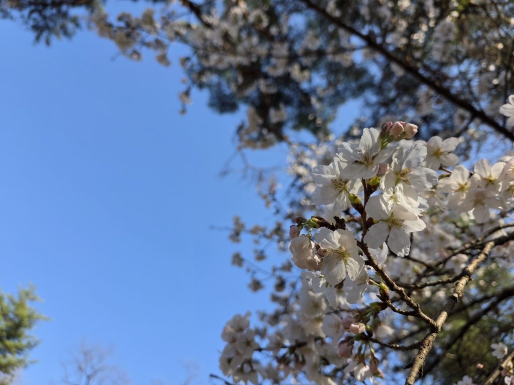 週末の公園で見つけた、春の訪れ