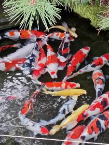 錦鯉の越冬