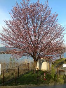 諏訪湖の桜