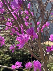 暖かくなってきました