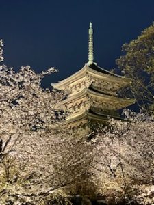 リベンジ「京都の桜」