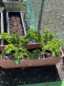 野菜の王様