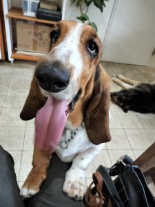 犬のトリミング