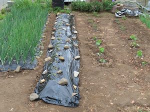 我が家の菜園報告