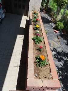 花壇の花植え