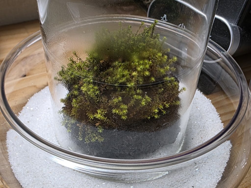 庭の溶岩石にけと土を使ってスナゴケを植え込み、ガラス容器で管理している着生実験の様子