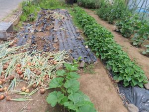 我が家の菜園報告　