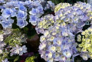 いろんな紫陽花