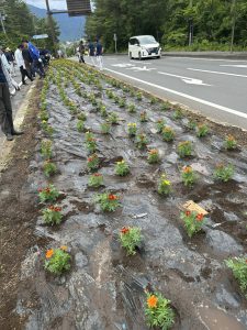 マリーゴールドの花植え