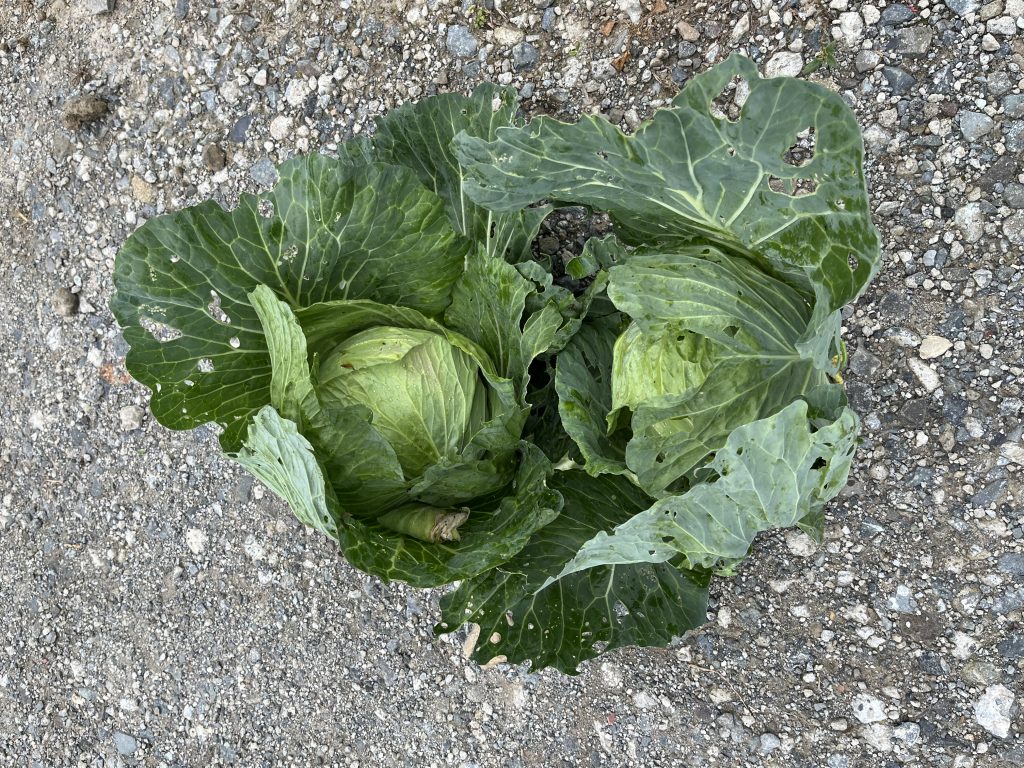 家庭菜園③