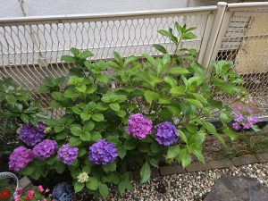 紫陽花