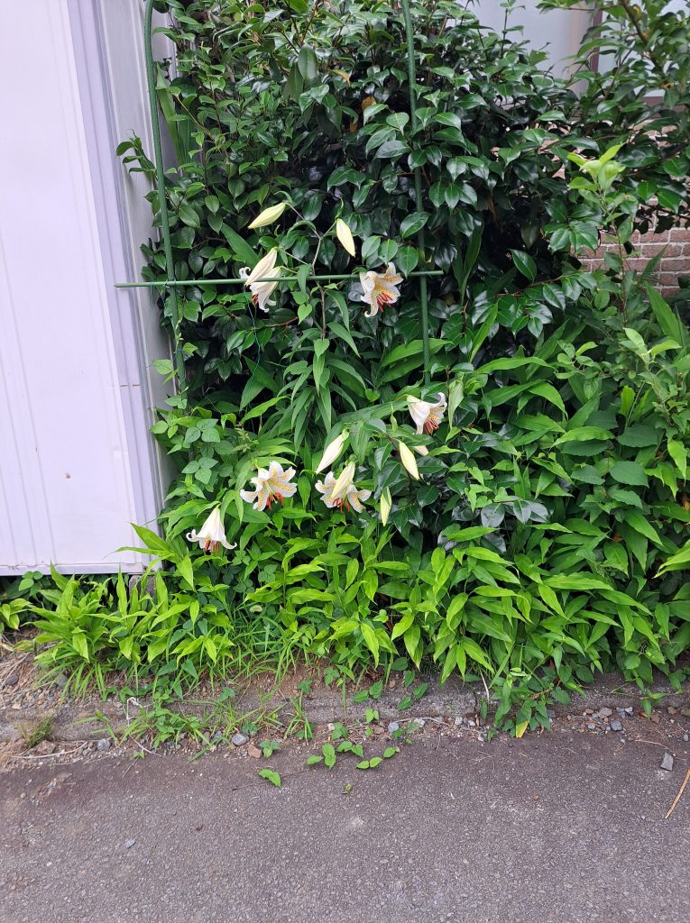 山百合