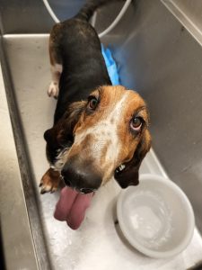 犬のセルフシャンプー