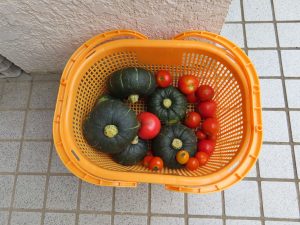 我が家の菜園報告