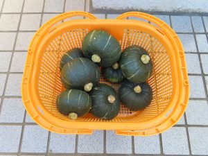 我が家の菜園報告