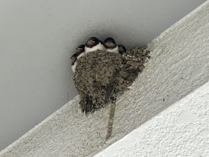無事の巣立ち