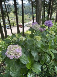 紫陽花寺