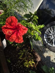 夏の花
