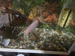 金魚