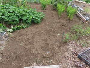 我が家の菜園報告