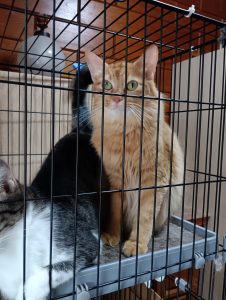 鯉を眺める