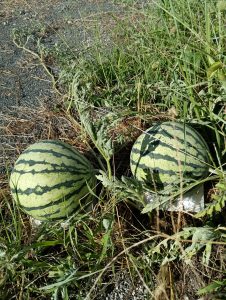 すいか🍉
